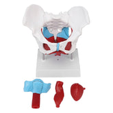 Female Pelvic Muscles & Organs-Life Size